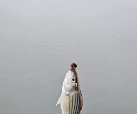 Lelah Bradley Park Campground