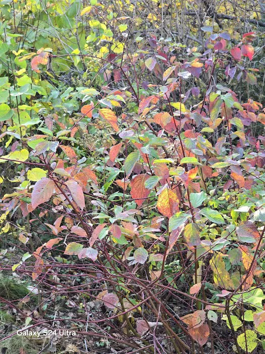 Amnicon Falls Campground Picture 4