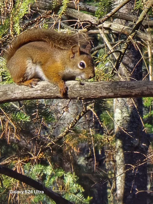 Amnicon Falls Campground Picture 10