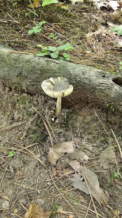 Pattison Park Campground Picture 5