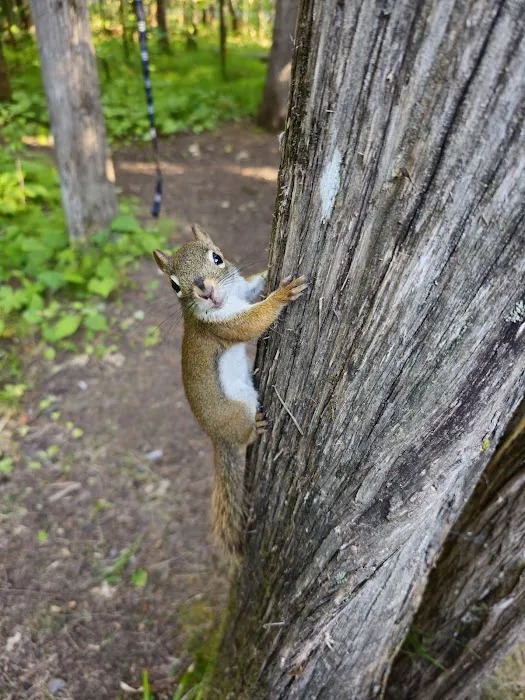 Pattison Park Campground Picture 6