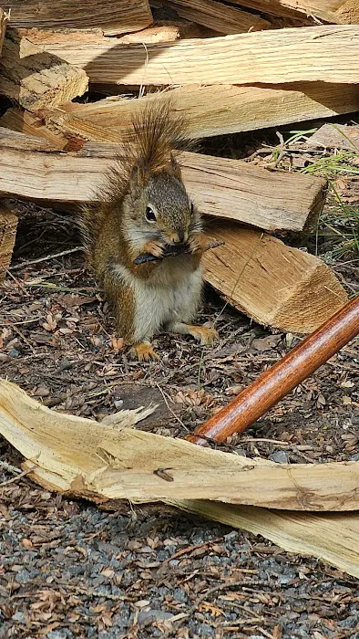 Pattison Park Campground Picture 8