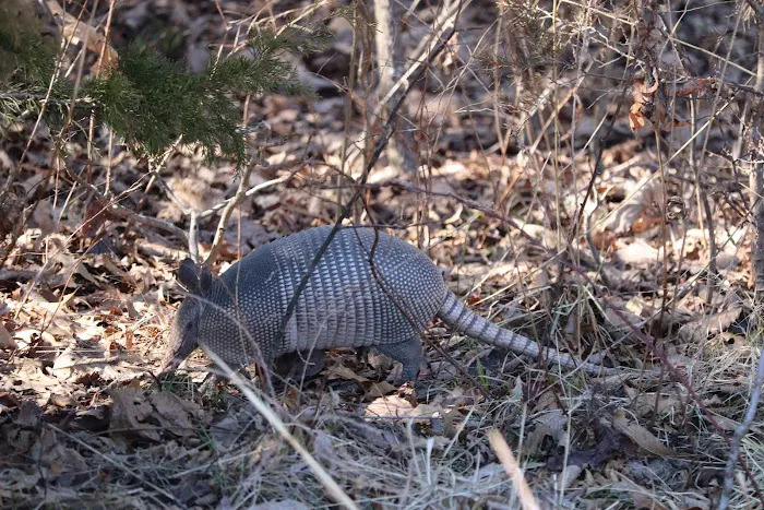 Devil's Backbone Campground Picture 3
