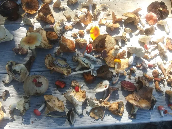 Long Shoal Campground Picture 8