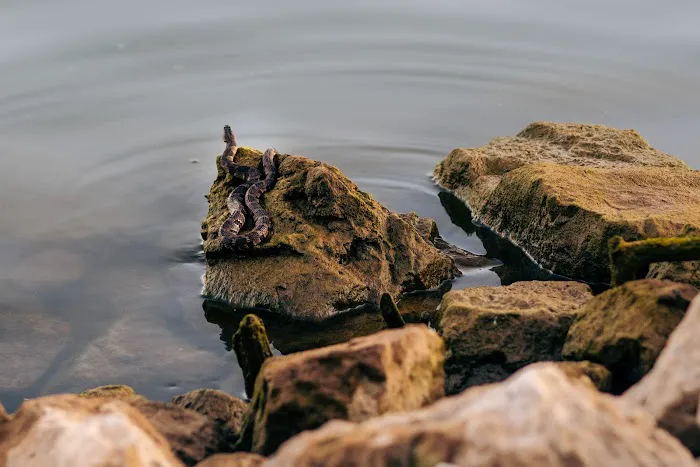 Cricket Creek Park Picture 8