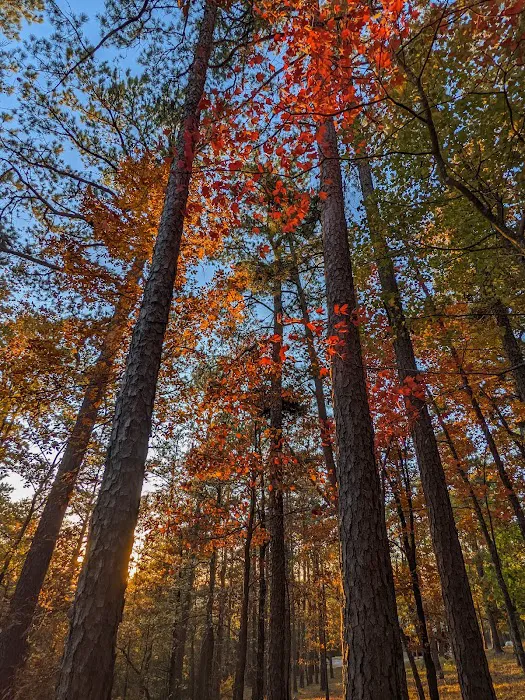 Black Bear Ridge Cabin Picture 3