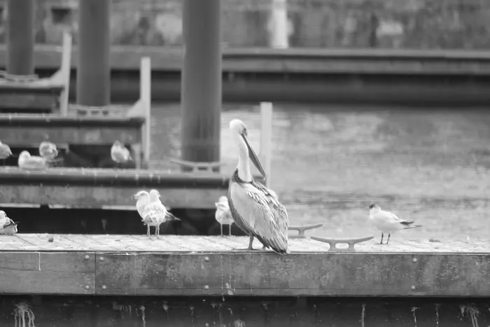 Pahokee City Park Picture 10