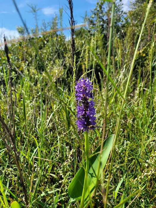FLYING A CAMPGROUND, SITE 1 Picture 2