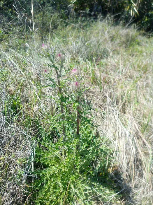FLYING A CAMPGROUND, SITE 1 Picture 3