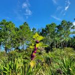 FLYING A CAMPGROUND, SITE 1