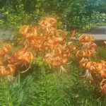 Morning Star Resort Campground