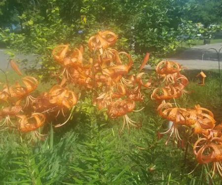 Morning Star Resort Campground