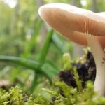 Maple Grove Campground