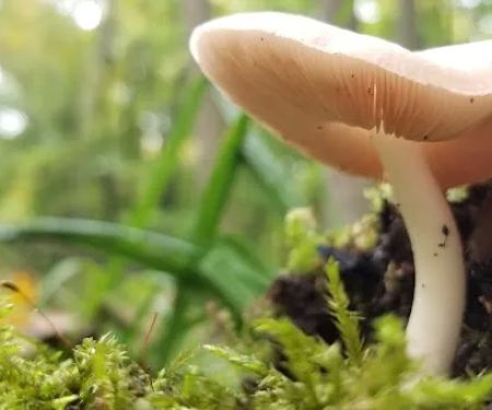 Maple Grove Campground