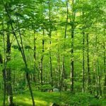 Spirit Mountain Campground