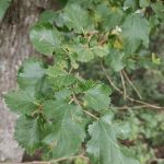 Piercing Arrow Ecology Lodge