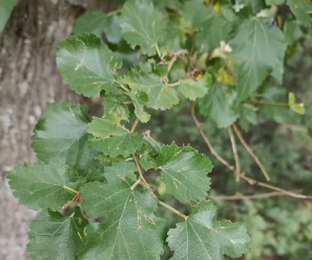 Piercing Arrow Ecology Lodge