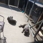 Windsor Woods Campground