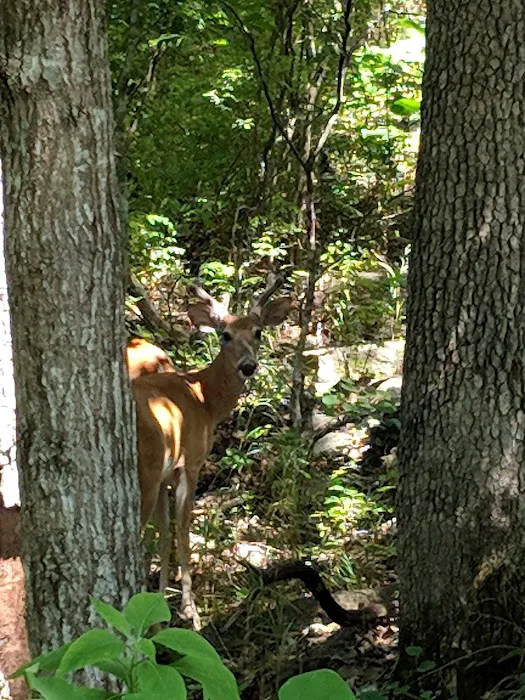 Table Rock Lake RV Resort & Marina Picture 4