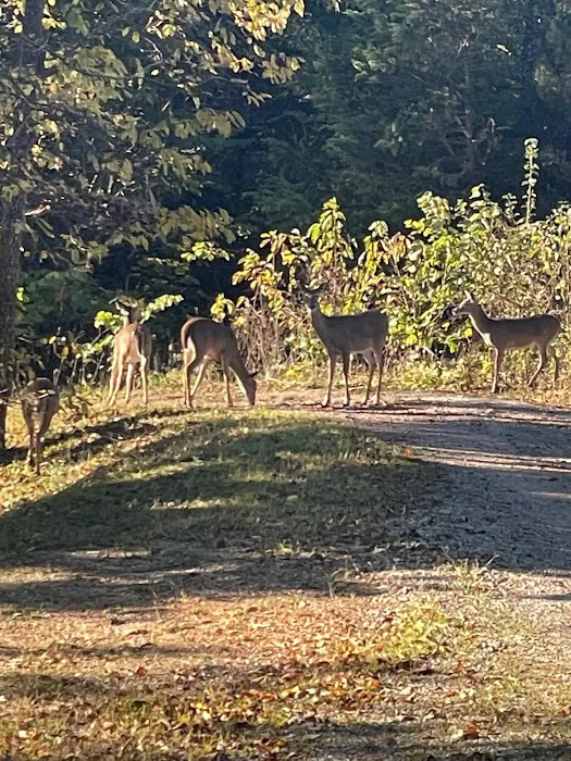 Table Rock Lake RV Resort & Marina Picture 9
