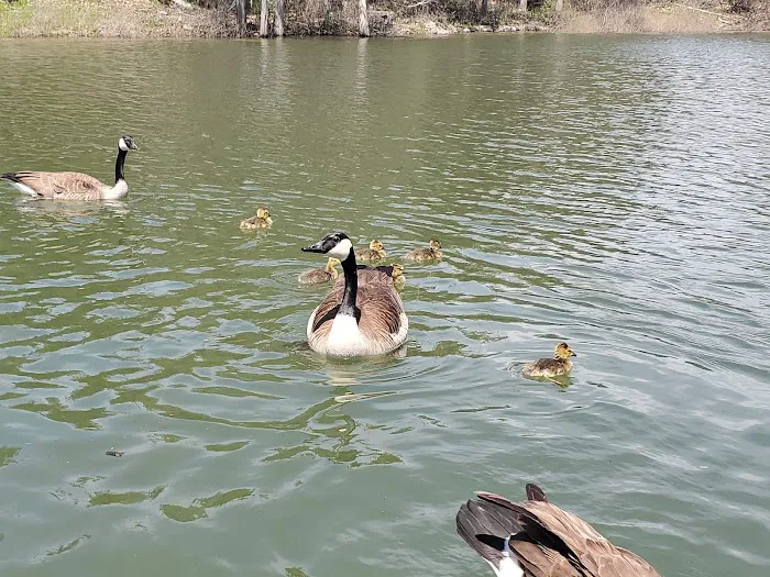 Aunt's Creek Store & RV Park Picture 4