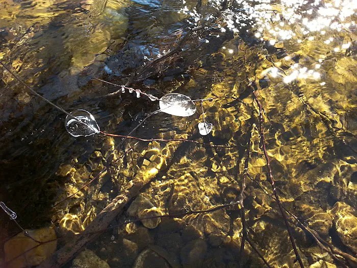 Erbie Campground Picture 2
