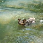 Falling Water Horse Camp