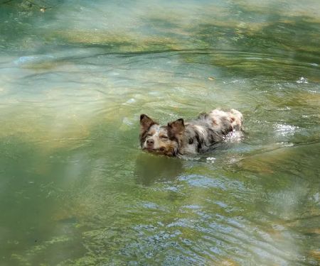 Falling Water Horse Camp