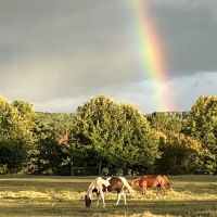 Cowboy Up Trails ico