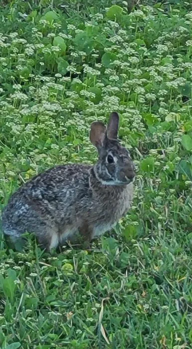 The Glades RV Resort, Golf and Marina Picture 3