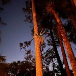 Wild Cow Primative Group Camp