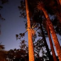 Wild Cow Primative Group Camp ico