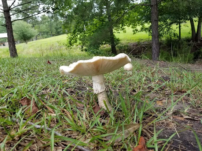 Forestry Department Picture 3