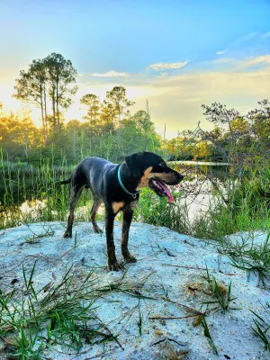 Cozy Rosy RV Resort & Glampground Picture 5