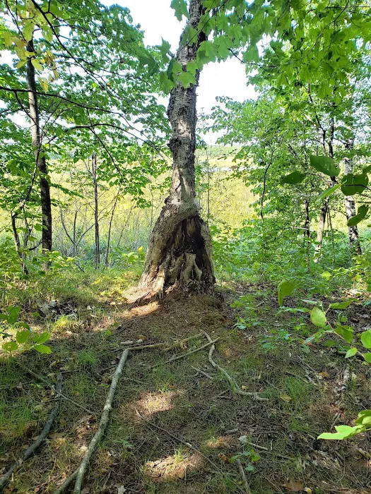 Ogechie Campground Picture 3