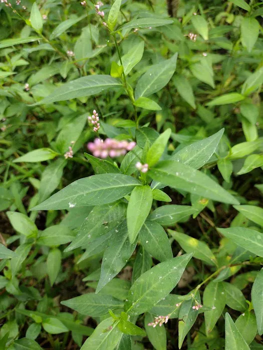 Dammann Oaks Campground Picture 7