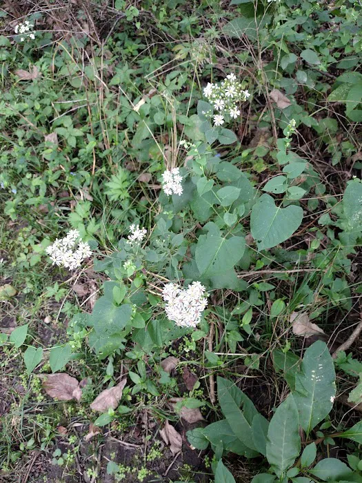 Dammann Oaks Campground Picture 9