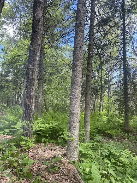 Knife Island Campground Picture 9