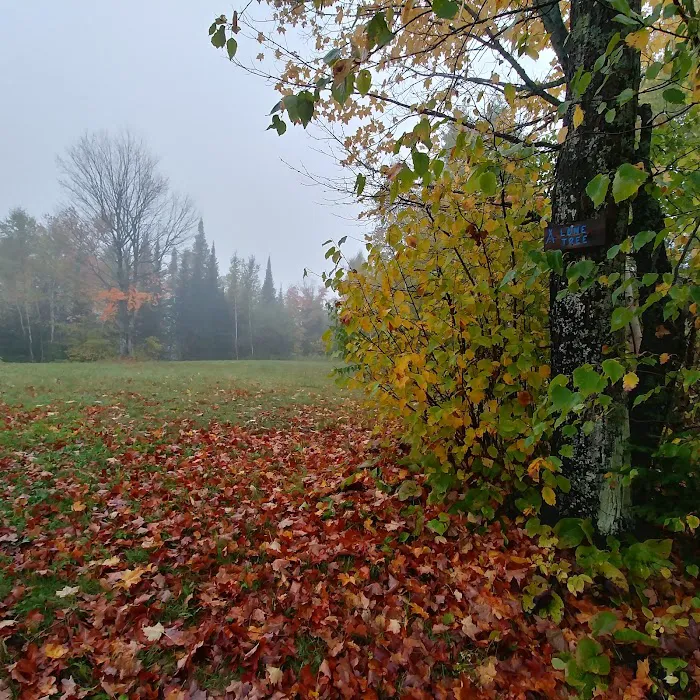 Lone Tree Camp Picture 2