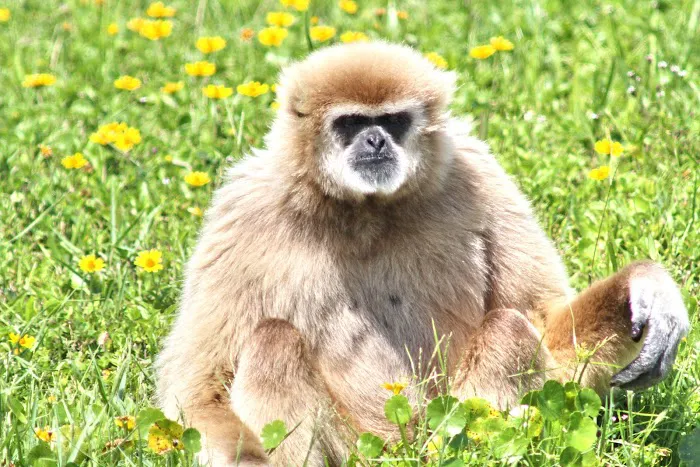 West Palm Beach / Lion Country Safari KOA Journey Picture 6