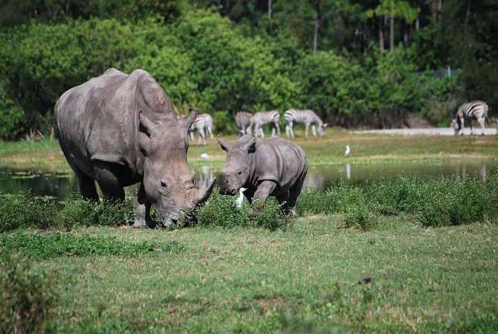 West Palm Beach / Lion Country Safari KOA Journey Picture 5