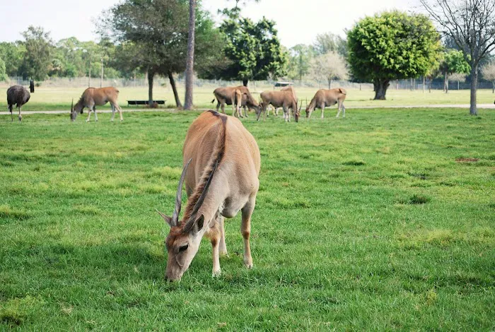 West Palm Beach / Lion Country Safari KOA Journey Picture 10