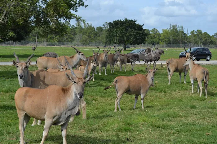 West Palm Beach / Lion Country Safari KOA Journey Picture 8