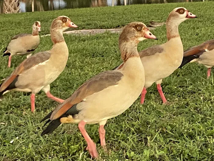 John Prince Park Campground Picture 8