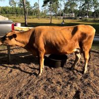 Rancho Vida Boa Agroturismo ico