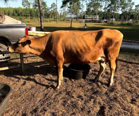 Rancho Vida Boa Agroturismo