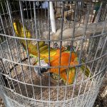 Periwinkle Campground Sanibel Island