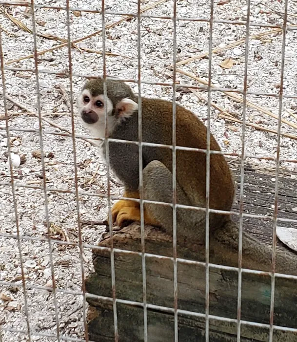 Periwinkle Campground Sanibel Island Picture 3