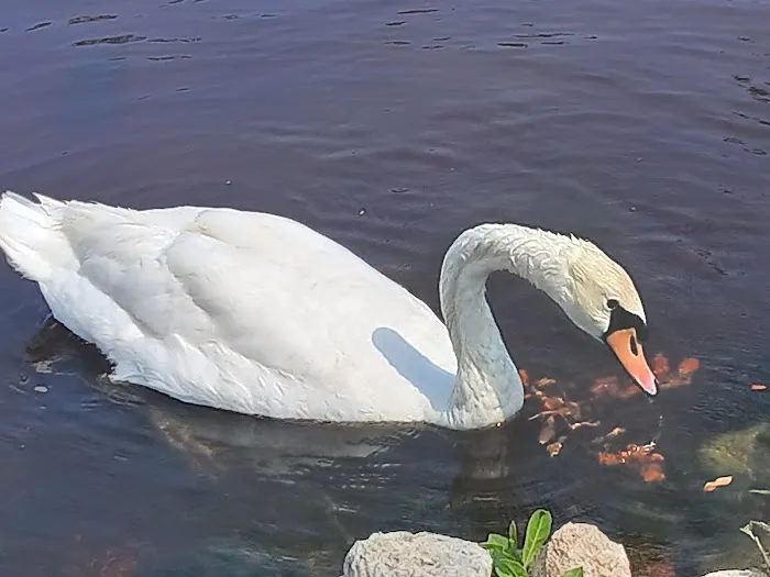 Periwinkle Campground Sanibel Island Picture 10
