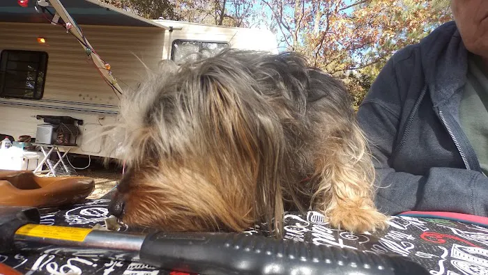 Turkey Fork Recreation Area Picture 5